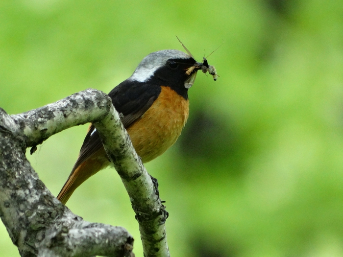 5559494_DSC08333 (700x525, 239Kb)