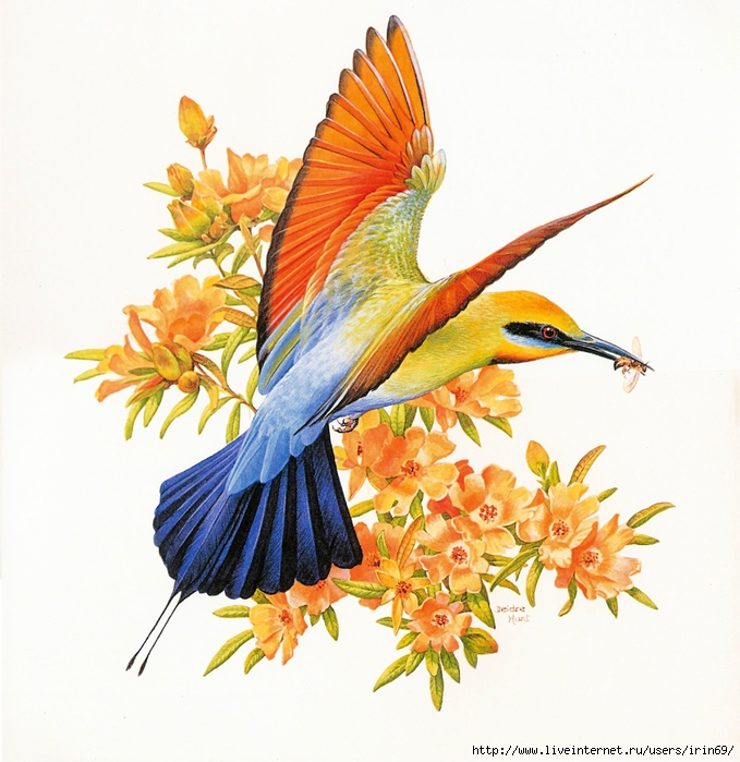 MS-4th_Beautiful_Australian_Birds_2004_002_January1 (679x700, 321Kb)