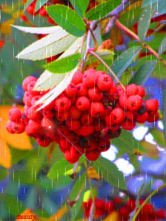 autumn_8lkjC3fJ (240x320, 738Kb)