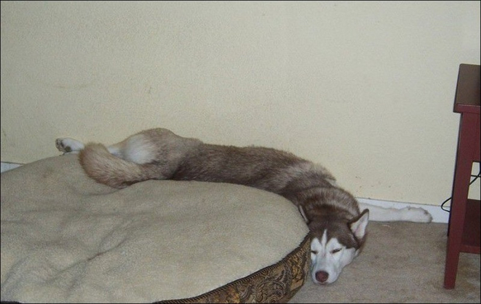 1401394602_dog-sleeping-002 (700x442, 239Kb)