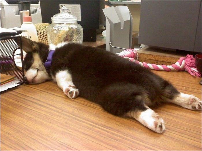 1401394619_dog-sleeping-009 (700x525, 388Kb)