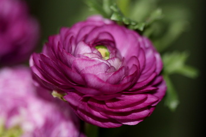 buttercup_04 (700x466, 66Kb)