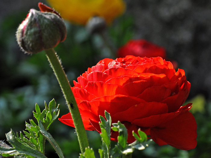 buttercup_38 (700x525, 129Kb)