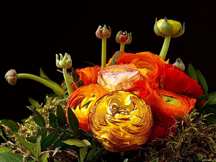 buttercup_28 (700x527, 153Kb)
