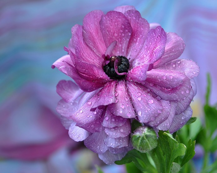 buttercup_08 (700x559, 94Kb)