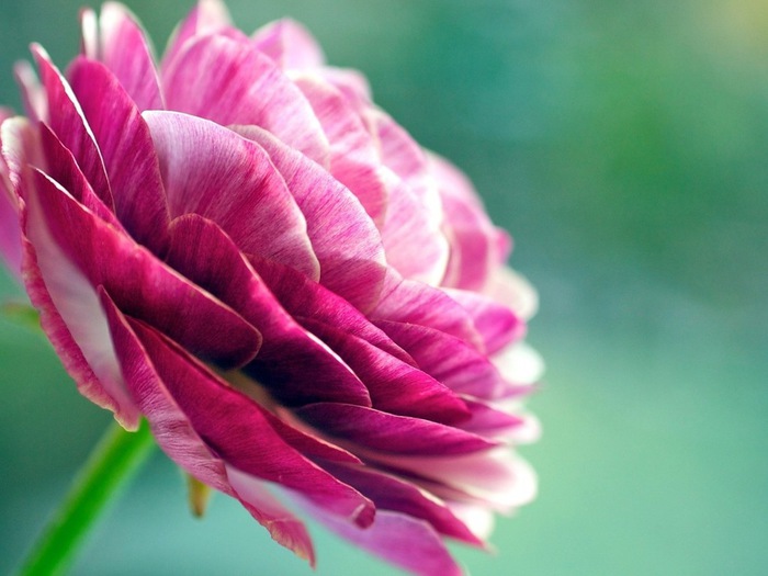 buttercup_34 (700x525, 82Kb)