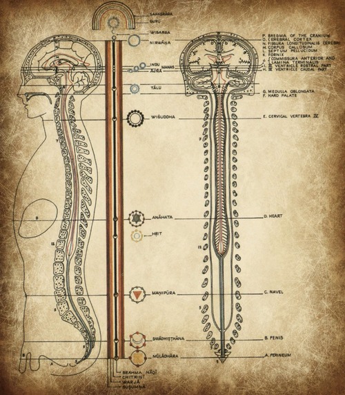jacobs ladder spinal cord pineal (500x572, 116Kb)