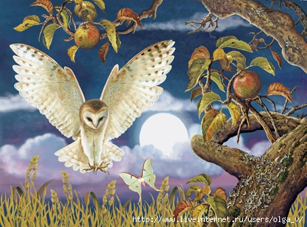 Barn Owl In The Apple Orchard72 (432x320, 162Kb)
