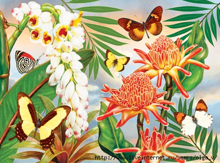 Butterflies With Torch Ginger72 (432x321, 174Kb)