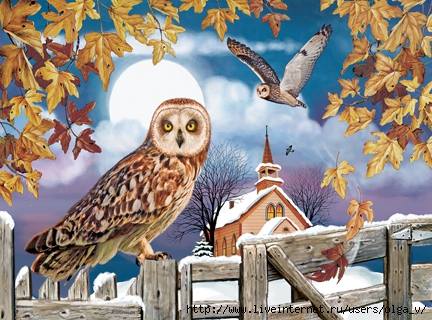 Short-Eared Owl In The Churchyard72 (432x320, 170Kb)