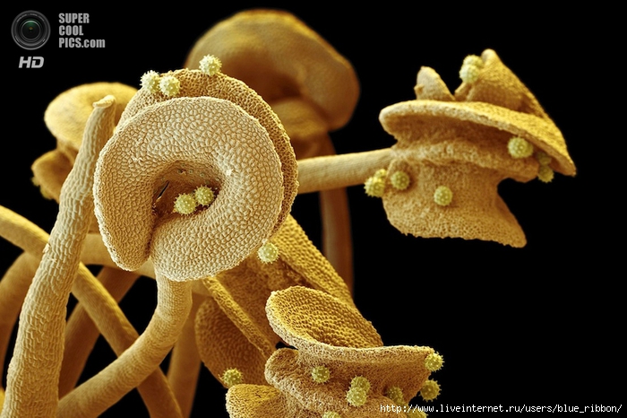 supercoolpics_01_27052014105612 (700x466, 233Kb)