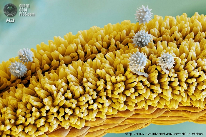 supercoolpics_03_27052014105608 (700x466, 337Kb)