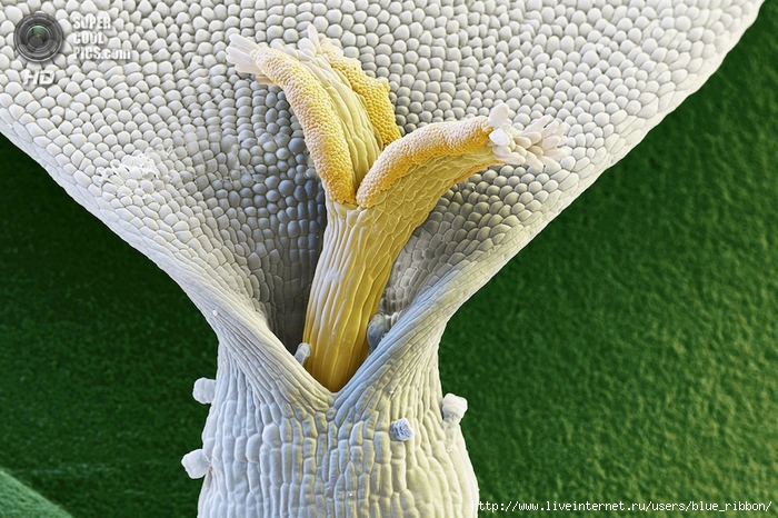 supercoolpics_04_27052014105550 (700x466, 316Kb)