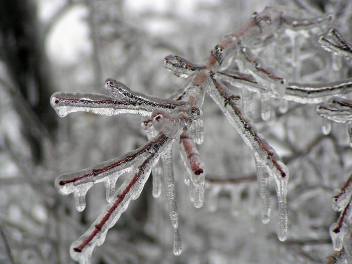 10229110-R3L8T8D-1000-Ice_Storm_Kansas (700x525, 388Kb)
