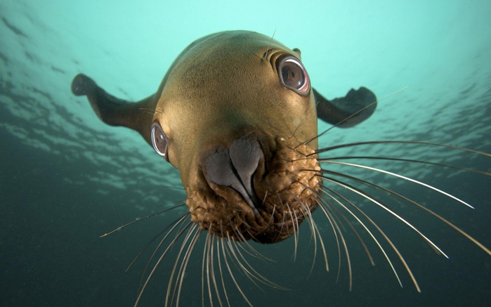 3821971_Animals_Under_water_Seal_under_water_035735_ (700x437, 191Kb)