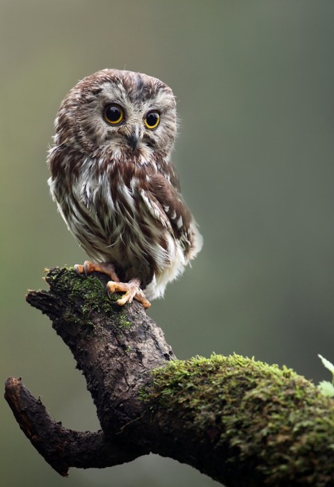 3623822_owl_3 (480x700, 69Kb)