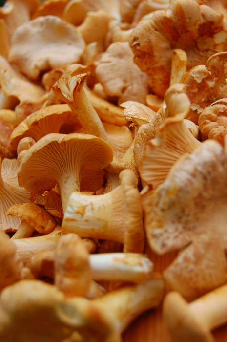 mushrooms01 (465x700, 341Kb)