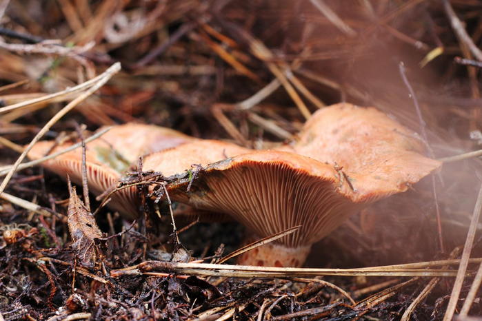 mushrooms09 (700x466, 392Kb)