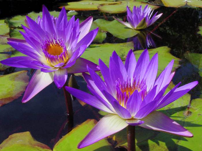purple tropical water lilies (Tina) (700x523, 51Kb)