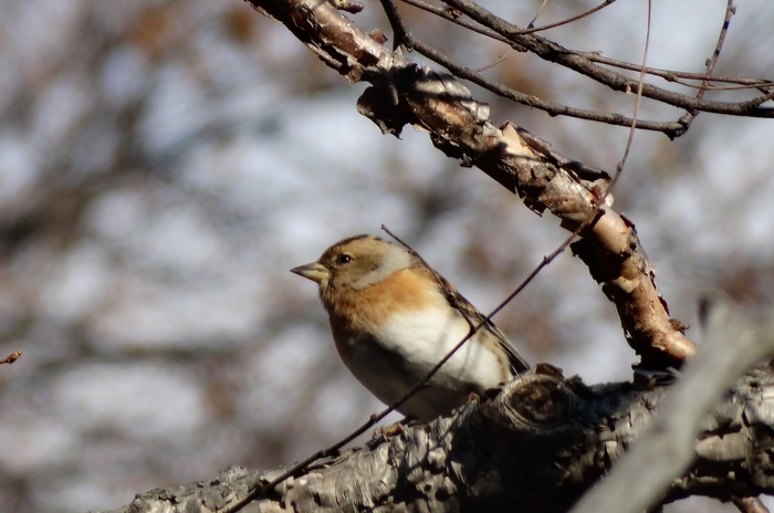 5559494_DSC01598 (700x464, 212Kb)