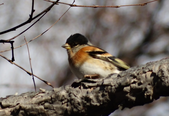 5559494_DSC01597 (700x481, 219Kb)