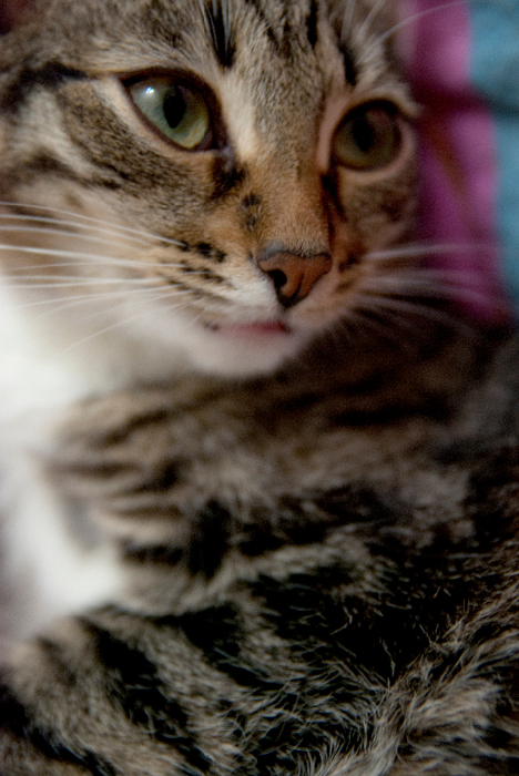 DSC_0025 (468x700, 399Kb)