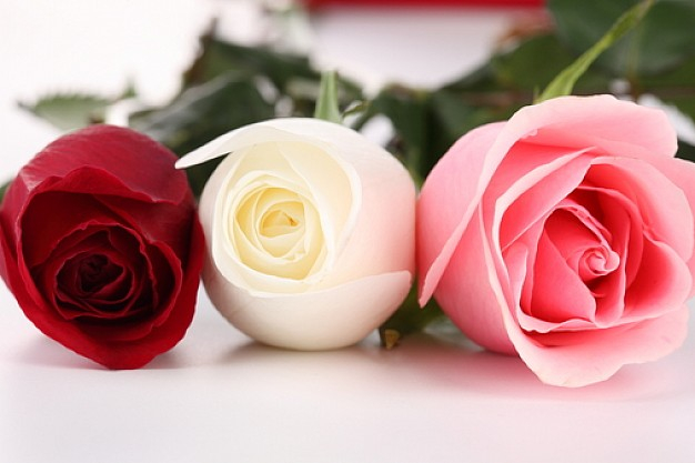 buds--fresh-rose--white-rose--present_3189713 (626x417, 183Kb)