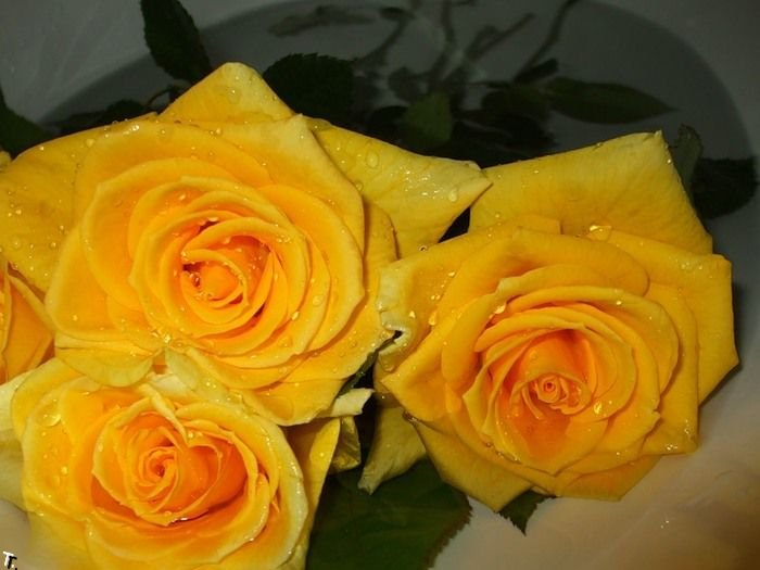 yellow_rose_01 (700x525, 254Kb)