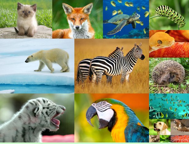 3431020_1337930456_zhivotnyeanimals (615x470, 77Kb)