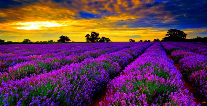 Lavender-Fields-sky-www.tourismprofile.com--973x500 (700x359, 107Kb)