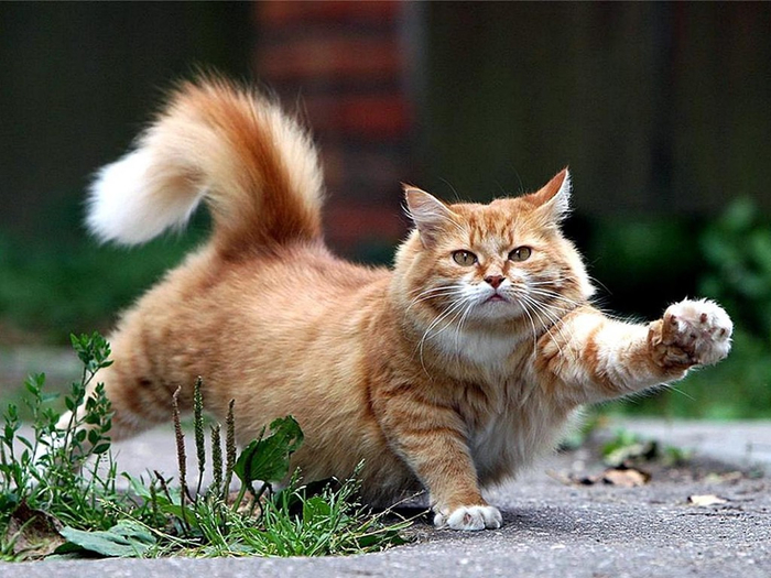 Виски в будущем (700x525, 382Kb)
