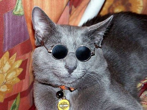 кот Лепса (500x375, 160Kb)
