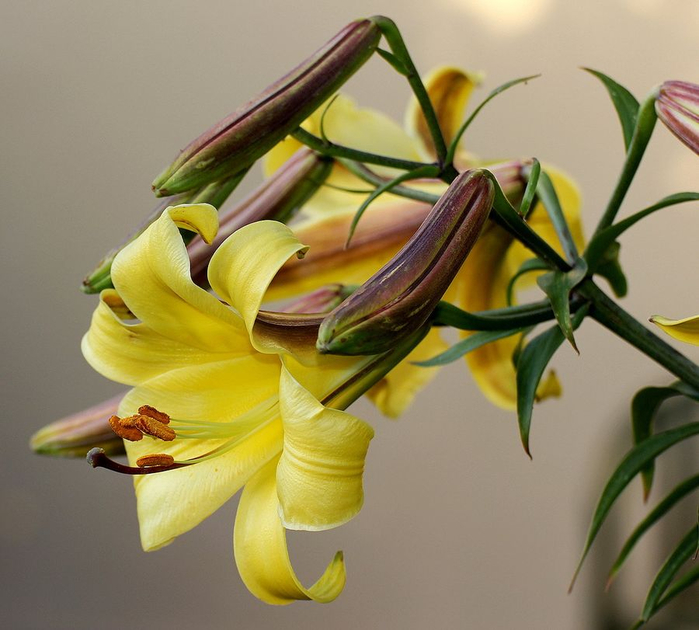 Lilium_3 (700x630, 343Kb)