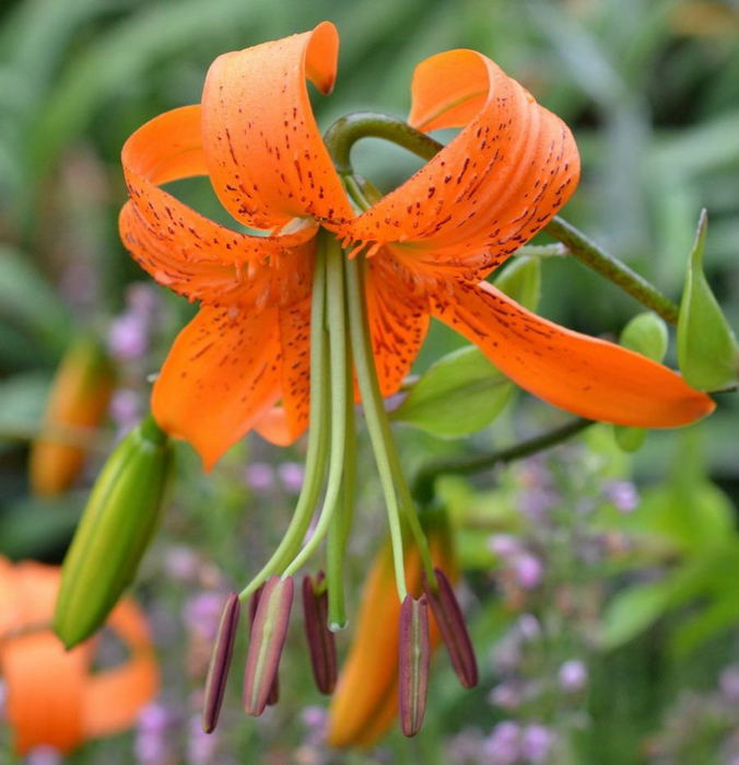 Lilium_23 (676x700, 440Kb)