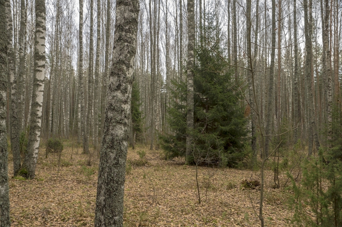 4213829_11 (700x465, 320Kb)