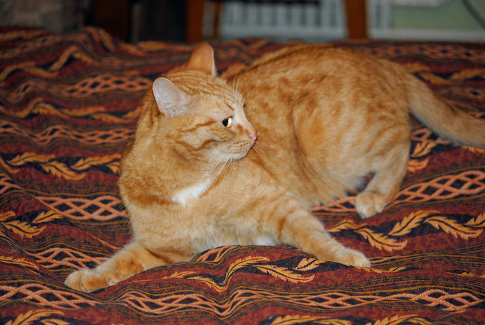 DSC_3084 (700x468, 479Kb)