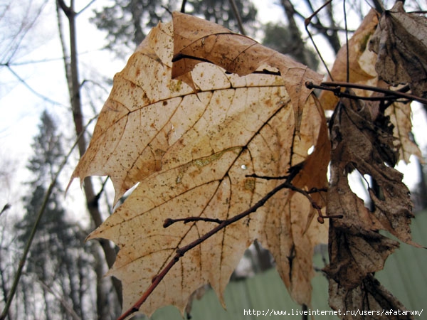 1415638966_IMG_1405_copy (600x450, 196Kb)