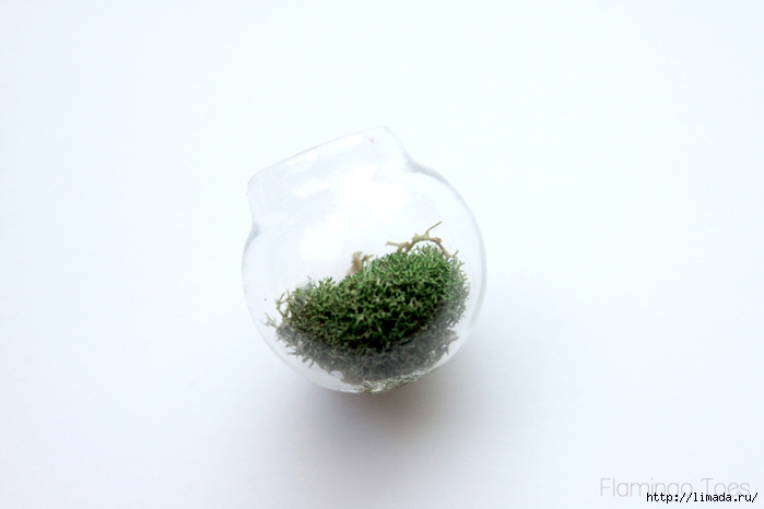 Moss-in-little-globe (700x466, 139Kb)