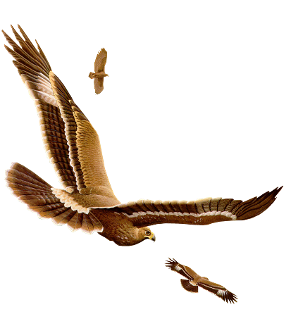 jcw_steppe_eagle_TB (403x463, 112Kb)