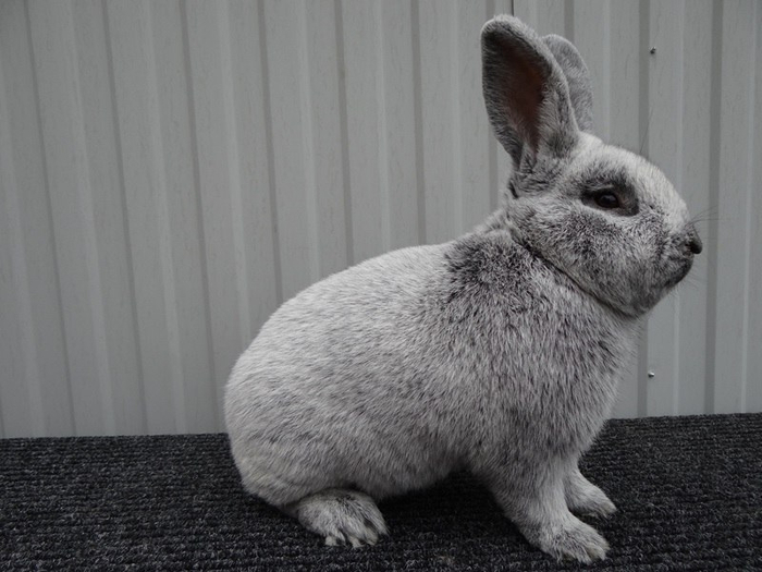 Кролики серебро купить. БСС порода кроликов. Кролики серебро и БСС. Европейское серебро кролики. Кролики породы серебро.