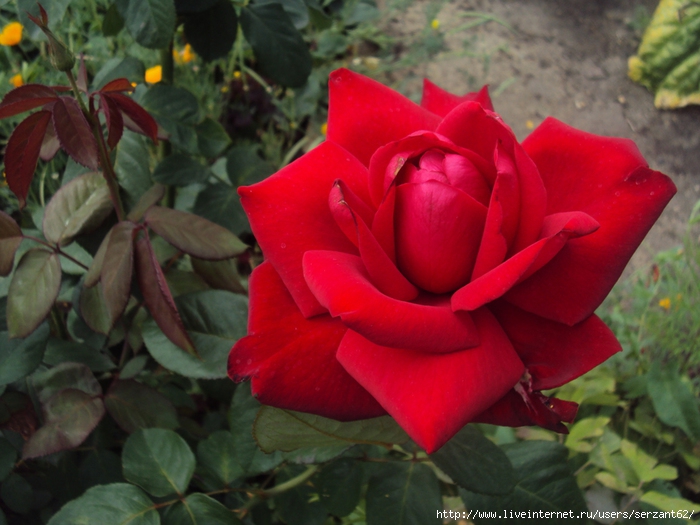 DSC03737 (700x525, 254Kb)