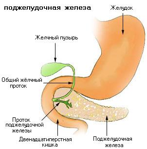 Illu_pancrease_ru (302x306, 23Kb)