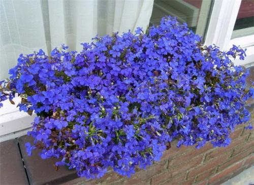 lobelia_0 (500x364, 194Kb)