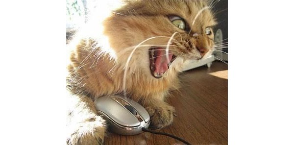 cat_mouse.jpg (600x296, 33Kb)