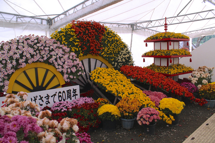 Фестиваль хризантем в японии