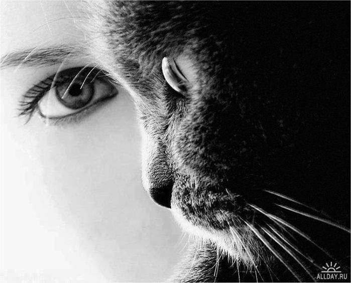 amazing-black-cat-eyes-Favim_com-865573 (700x564, 55Kb)