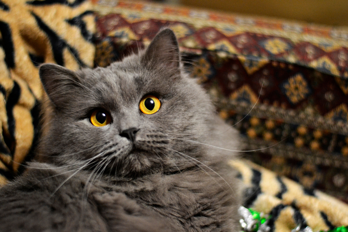 _DSC0709 (700x466, 416Kb)
