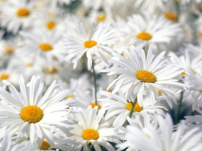 Nature___Flowers_White_Daisies_018900_1 (700x525, 152Kb)