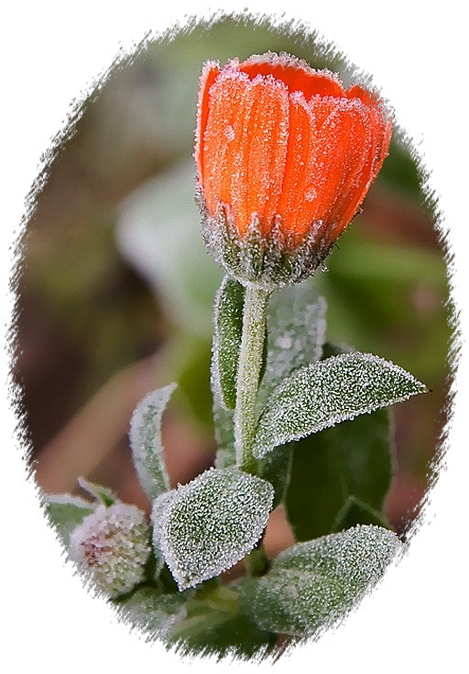 0_703be_7d2af5e8_XL (469x674, 531Kb)