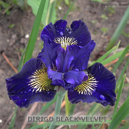 5752784_sibirsliy_iris_Dirigo_Black_Velvet (500x500, 105Kb)